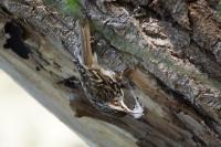 Certhia brachydactyla