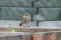 Phoenicurus ochruros