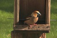 Coccothraustes coccothraustes