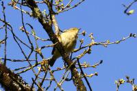 Phylloscopus collybita