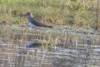 Tringa ochropus