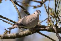 Streptopelia decaocto