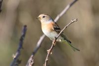 Fringilla montifringilla