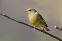Chloris chloris