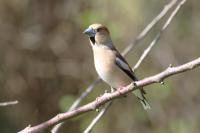 Coccothraustes coccothraustes