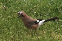 Garrulus glandarius