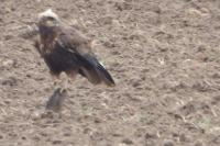Circus aeruginosus