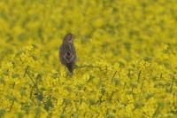 Emberiza calandra