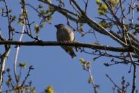 Coccothraustes coccothraustes