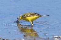 Motacilla flava