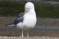 Larus cachinnans