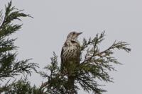Turdus viscivorus