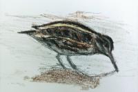 Lymnocryptes minimus