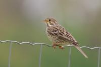 Emberiza calandra