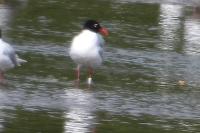 Ichthyaetus melanocephalus