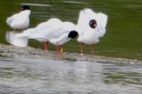 Ichthyaetus melanocephalus