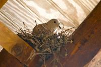 Streptopelia decaocto