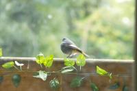 Phoenicurus ochruros