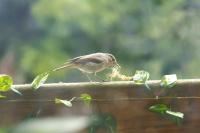 Phoenicurus ochruros