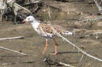 Calidris pugnax