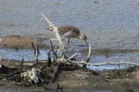 Calidris pugnax