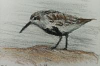 Calidris alpina