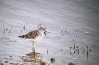 Tringa glareola