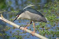 Nycticorax nycticorax