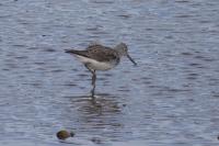 Tringa nebularia