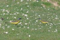 Motacilla flava thunbergi