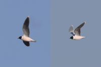 Hydrocoloeus minutus