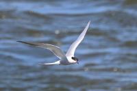 Sterna hirundo