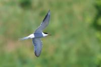 Sterna hirundo