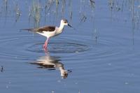 Himantopus himantopus