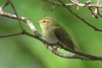 Phylloscopus sibilatrix