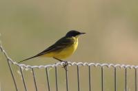 Motacilla flava feldegg