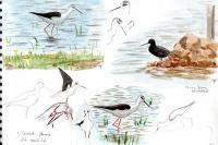 Himantopus himantopus