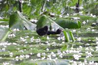 Gallinula chloropus