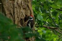 Dendrocopos medius