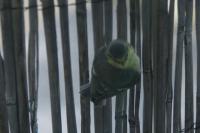 Cyanistes caeruleus