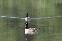 Branta canadensis
