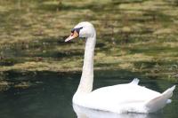 Cygnus olor