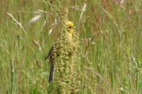 Emberiza citrinella