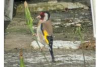Carduelis carduelis