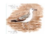 Larus cachinnans
