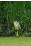 Nycticorax nycticorax