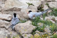 Sterna hirundo