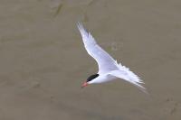 Sterna hirundo