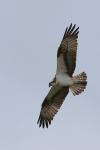Pandion haliaetus