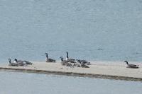 Branta canadensis